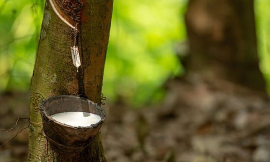 Rubber Prices Plummet Sharply, Domestic Rubber Latex...
